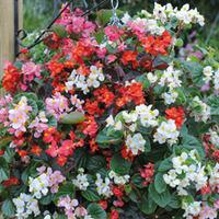 Begonia semperflorens \'Summer Jewels Mixed\' - 48 begonia plug plants