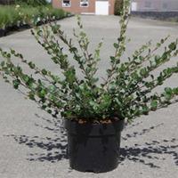 Betula nana (Large Plant) - 2 x 3.6 litre potted betula plants