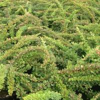 Berberis thunbergii \'Green Carpet\' (Large Plant) - 2 x 3.6 litre potted berberis plants