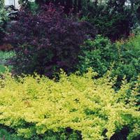Berberis thunbergii \'Golden Carpet\' (Large Plant) - 2 x 3.6 litre potted berberis plants