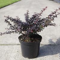 Berberis thunbergii f. atropurpurea \'Dart\'s Red Lady\' (Large Plant) - 2 x 3.6 litre potted berberis plants