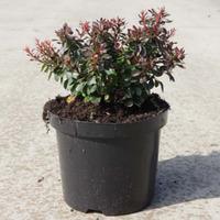 Berberis thunbergii f. atropurpurea \'Bagatelle\' (Large Plant) - 1 x 3.6 litre potted berberis plant