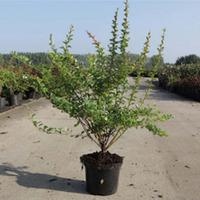 Berberis thunbergii (Large Plant) - 2 x 3.6 litre potted berberis plants