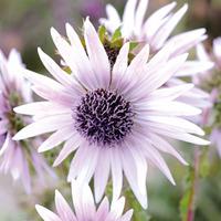 Berkheya purpurea - 5 x berkheya...
