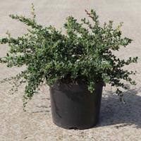 Berberis darwinii \'Nana\' (Large Plant) - 2 x 3.6 litre potted berberis plants