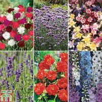 best selling perennial collection 36 plug plants 6 of each variety