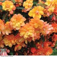 Begonia x tuberhybrida \'Apricot Shades Improved\' F1 Hybrid (Garden Ready) - 15 begonia garden ready plants