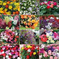 Best Value Bumper Garden Ready Collection - 360 garden ready plants - 30 of each variety
