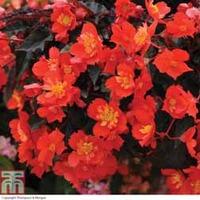 Begonia \'Flamenco\' - 5 begonia jumbo plug plants