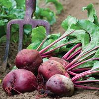 Beetroot \'Action\' (Seeds) - 1 packet (200 beetroot seeds)