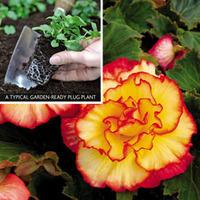 Begonia \'Majestic\' (Garden Ready) - 30 garden-ready begonia plug plants