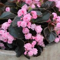 Begonia \'Pink Buttons\' - 20 begonia plug plants