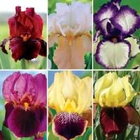 Bearded Iris (Iris Germanica) Collection of 6 Rhizomes