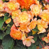 Begonia \'Apricot Shades\' Pre-planted Pot - 1 pre-planted begonia patio pot