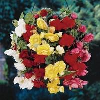 Begonia Cascade Pendula Mixed 1 Pre Planted Hanging Basket