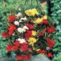 Begonia Pendula Mix (Trailing) 1 Pre Planted Hanging Basket