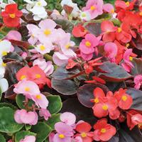 Begonia \'Inspiration\' - 24 begonia plug tray plants