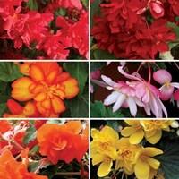 begonia sparkle patchwork trailing 50 medium plugs 20 free