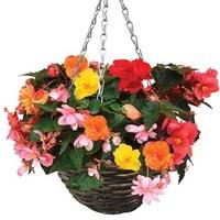 Begonia Sparkle Trailing Mix 1 Pre-Planted Rattan Hanging Basket
