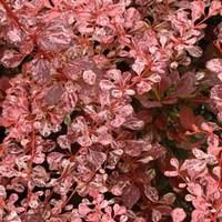 Berberis Harlequin (Barberry) 1 Plant 9cm Pot