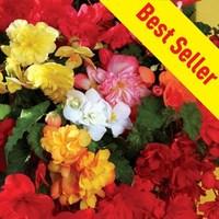 begonia sparkle trailing 70 medium plugs