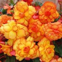Begonia \'Fireball\' (Cascading) - 20 begonia tubers