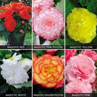 begonia majestic mixed 24 begonia plug tray plants