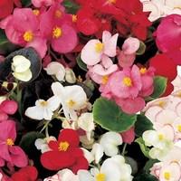 Begonia Sahara 400 Small Plugs + 280 FREE (1st Delivery Period)