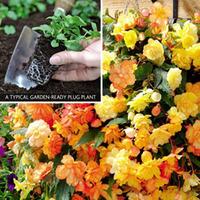 Begonia \'Apricot Shades\' (Garden ready) - 30 garden ready begonia plug plants