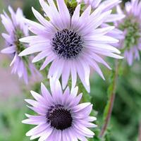 Berkheya purpurea - 20 berkheya plug plants
