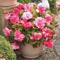 begonia pink balcony 6 tubers