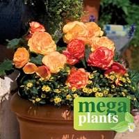 Begonia Amber Delight 12 Mega Plants