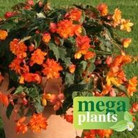 Begonia Apricot Sparkle (Trailing) 12 Mega Plants