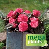 Begonia Destiny Pink 12 Mega Plants