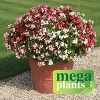 Begonia Super Landscaping Mix 12 Mega Plants