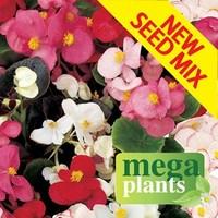 Begonia Sahara 12 Mega Plants