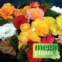 Begonia Destiny 12 Mega Plants