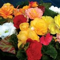 begonia destiny 24 large plants