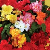 begonia sparkle trailing 24 jumbo plants