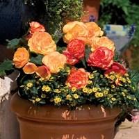 begonia amber delight 24 large plants