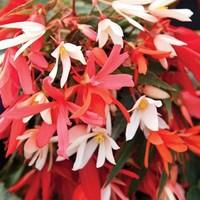 begonia stars 24 large plants