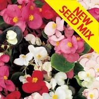 Begonia Sahara 170 Small Plugs