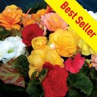 Begonia Destiny 170 Small Plugs