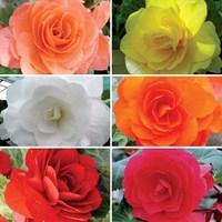 begonia compacta patchwork 100 small plugs 70 free