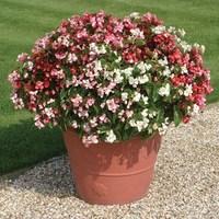 begonia super landscaping mix 170 small plugs