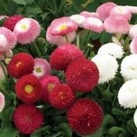 Bellis Belle 24 Large Plants