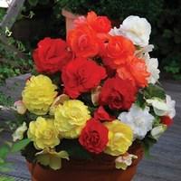 begonia superba mixed 6 tubers