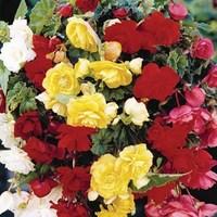 Begonia Cascade Pendula Mixed 6 Tubers