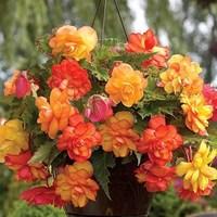 Begonia Gold Balcony 6 Tubers