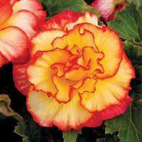 Begonia \'Majestic\' - 12 begonia plug plants